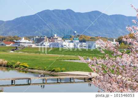 青空と満開の桜 青空と満開の桜 101546053