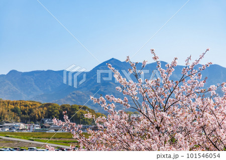 青空と満開の桜 青空と満開の桜 101546054