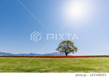 河川敷に咲く満開のチューリップ 河川敷に咲く満開のチューリップ 101546055