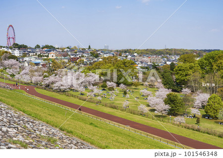 多摩湖の下堰堤から望む春の狭山公園 101546348