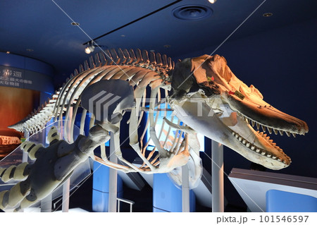 イルカの骨格標本の写真素材 [101546597] - PIXTA