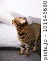 猫 ねこ ネコ 101546680