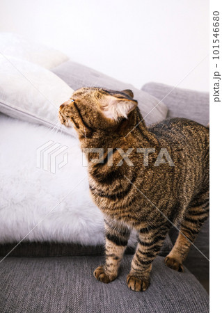 猫 ねこ ネコ 101546680