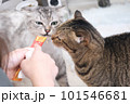猫 ねこ ネコ 101546681