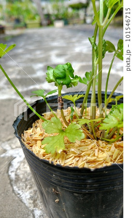 テントウムシの幼虫 ダンダラテントウ虫 d型 テントウムシの幼虫 ダンダラテントウ虫 d型 101546715
