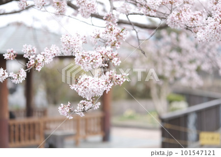 桜の花の風景 桜の花の風景 101547121