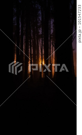 Dark forest is illuminated by the last rays of the sunset 101547233