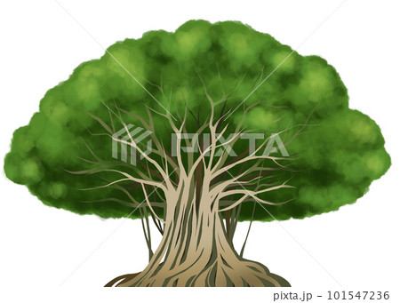 ガジュマルの木のイラスト ガジュマルの木のイラスト 101547236