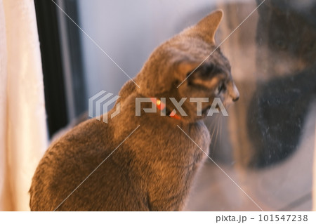 猫の日常の素材 猫の日常の素材 101547238