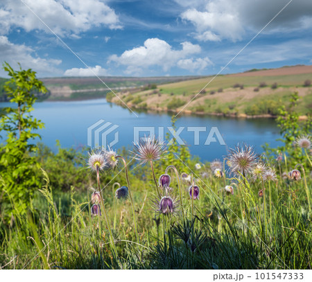 Amazing spring view on the Dnister River Canyon with Pulsatilla patens or Prairie Crocus or Pasque flower flowers. This place named Shyshkovi Gorby,  Nahoriany, Chernivtsi region, Ukraine. Amazing spring view on the Dnister River Canyon with Pulsatilla patens or Prairie Crocus or Pasque flower flowers. This place named Shyshkovi Gorby,  Nahoriany, Chernivtsi region, Ukraine. 101547333