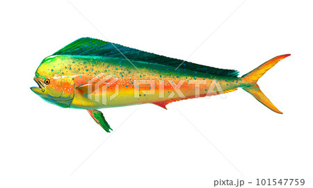 Mahi mahi or golden mackerel isolated or Great dolphin on white. Realistic illustration of mahi mahi or dolphin fish isolated on white background. Side view. 101547759