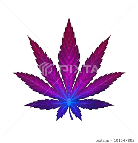 Cannabis leaf purple rare variety illustration realism isolate. Healing herb for relaxation. 101547802
