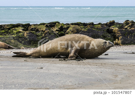 Female Sea lion beach breeding colony,Peninsula Valdes, Female Sea lion beach breeding colony,Peninsula Valdes, 101547807