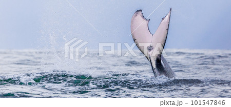Whale tail. Humpback whales swimming in Costa Rica Whale tail. Humpback whales swimming in Costa Rica 101547846
