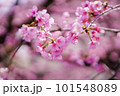 安行桜 101548089