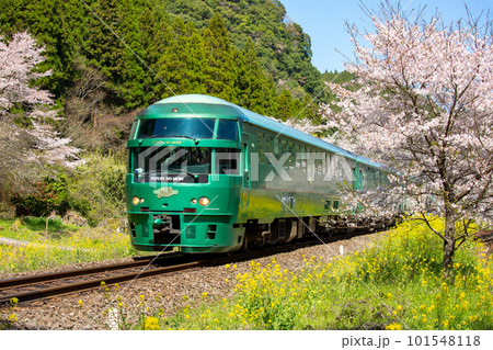 豊後中川駅の満開の桜並木を走るゆふいんの森号 豊後中川駅の満開の桜並木を走るゆふいんの森号 101548118