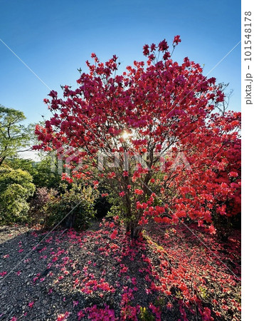 《四国・高知県芸西村》満開のツツジの花と太陽の光 101548178