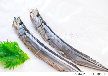 さんまの丸干し 101548484