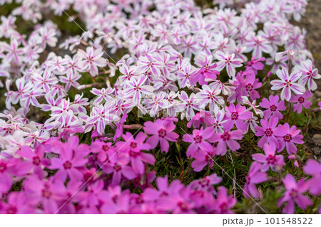 ピンクと白の八重桜が咲いた ピンクと白の八重桜が咲いた 101548522