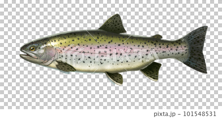 Fly Fishing Pole With Rainbow Trout Stock Photo - Download Image Now -  Animal, Animal Wildlife, Backgrounds - iStock