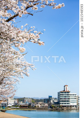 三隈川公園の満開の桜と日田の川沿いの風景 三隈川公園の満開の桜と日田の川沿いの風景 101548593