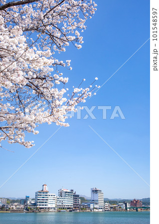 三隈川公園の満開の桜と日田の川沿いの風景 101548597