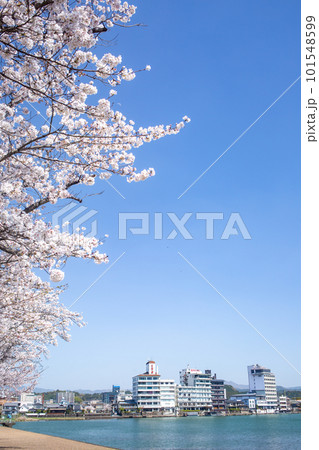 三隈川公園の満開の桜と日田の川沿いの風景 101548599