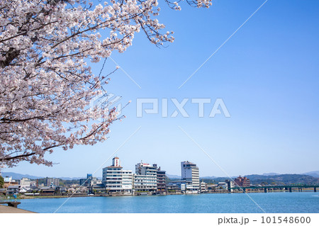三隈川公園の満開の桜と日田の川沿いの風景 101548600