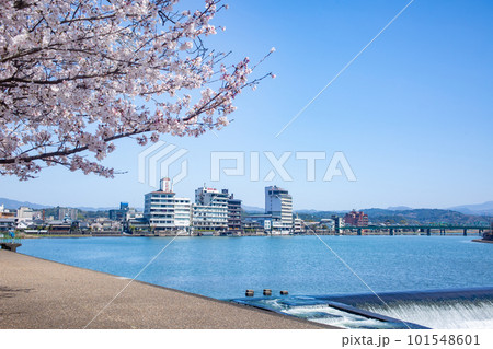 三隈川公園の満開の桜と日田の川沿いの風景 101548601