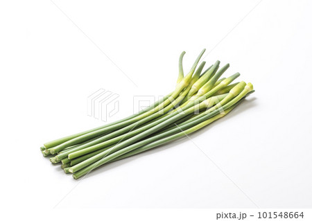 収穫された大蒜の芽　ザルに盛られたニンニクの芽　健康野菜　ニンニクの茎 101548664
