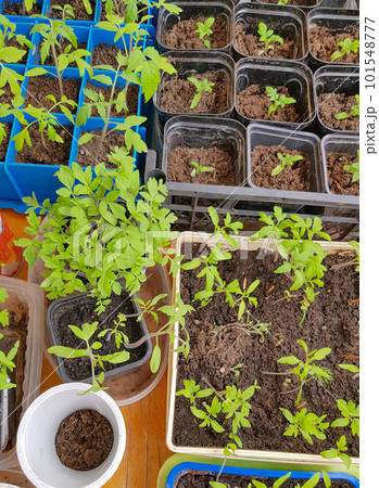 A lot of plastic containers with cells for growing vegetable seedlings for subsequent planting in the open ground or greenhouse 101548777