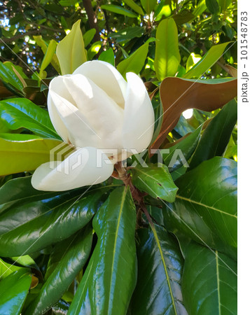 Vertical photo a large creamy-white southern magnolia flower is surrounded by glossy green tree leaves. White petal close-up Vertical photo a large creamy-white southern magnolia flower is surrounded by glossy green tree leaves. White petal close-up 101548783