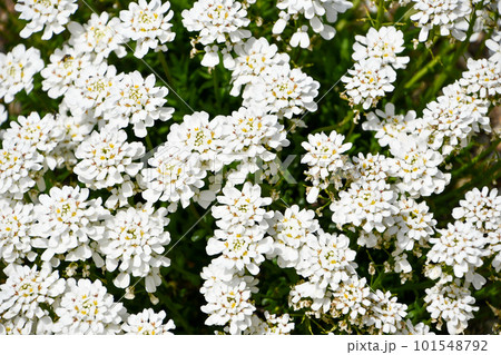 トキワナズナ トキワナズナ 101548792