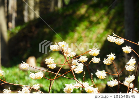 ミツマタの花 ミツマタの花 101548849