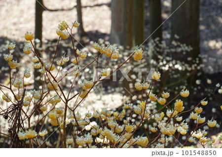 ミツマタの花 101548850