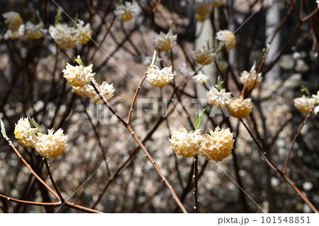 ミツマタの花 ミツマタの花 101548851