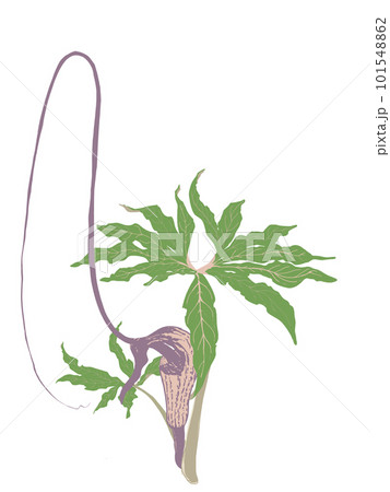 奇妙な植物、ウラシマソウ 101548862