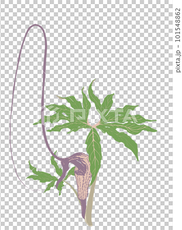 奇怪的植物，豪豬 101548862