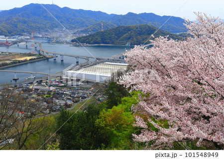 【広島県】黄金山の千本桜と広島都市風景 101548949