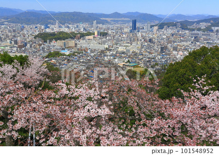 【広島県】黄金山の千本桜と広島都市風景 101548952