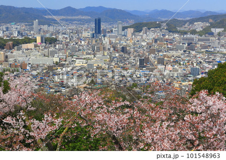 【広島県】黄金山の千本桜と広島都市風景 101548963