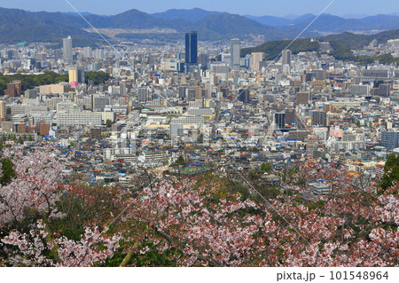 【広島県】黄金山の千本桜と広島都市風景 101548964