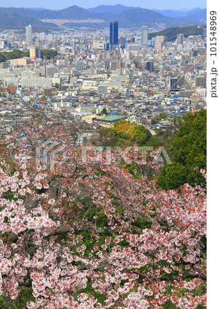 【広島県】黄金山の千本桜と広島都市風景 101548969