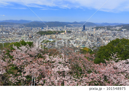 【広島県】黄金山の千本桜と広島都市風景 101548975