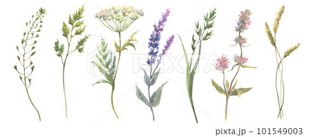 Beautiful floral set with watercolor hand drawn summer wild field flowers. Set of floral elements, watercolor botanical illustration isolated on white background. Beautiful floral set with watercolor hand drawn summer wild field flowers. Set of floral elements, watercolor botanical illustration isolated on white background. 101549003