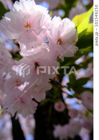 晴天に映える満開の八重桜 晴天に映える満開の八重桜 101549250