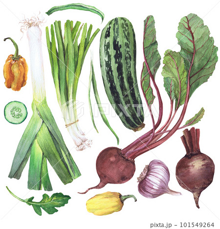 Watercolor illustration of vegetables. Hand-drawn set from isolated clip art on a white background. Bright and juicy pictures of realistic watercolor vegetables for menus, signs, packaging, textiles, 101549264