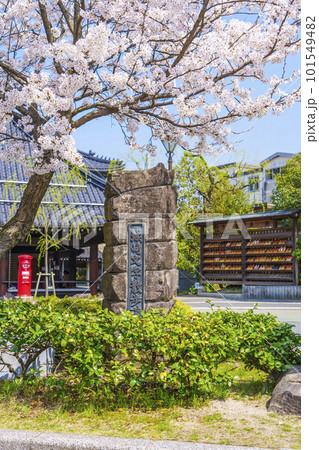 城崎文学散歩道　城崎温泉駅前　湯飲み場　満開の桜 101549482