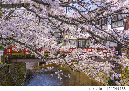 城崎温泉 木屋町通り周辺 満開の桜 城崎温泉 木屋町通り周辺 満開の桜 101549483