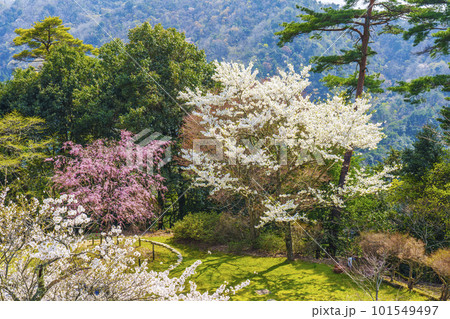 城崎温泉ロープウェイ山頂(大師山上)公園 満開の桜 城崎温泉ロープウェイ山頂(大師山上)公園 満開の桜 101549497